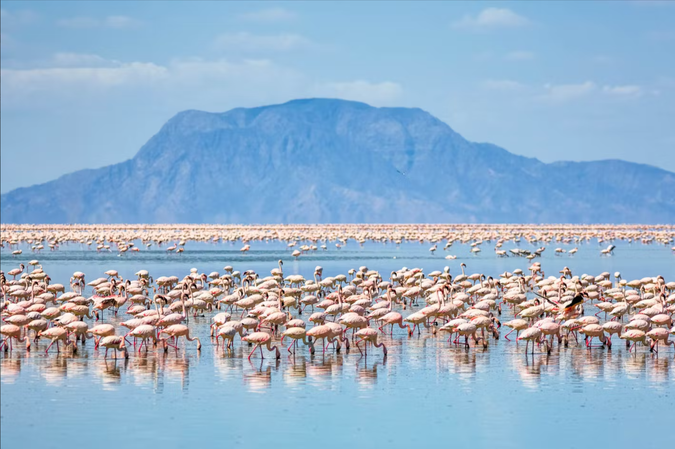 The Magic of Lake Natron 🌋